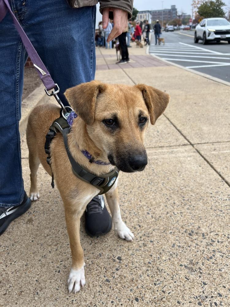 Enlarge Bailey, a Adoptable mixed breed in Washington, DC image 5/5