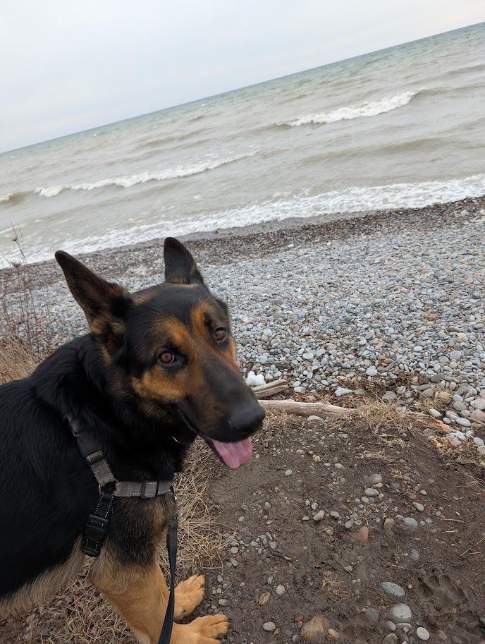 Enlarge Miller, a ADOPTABLE mixed breed in Oshawa, ON image 5/6