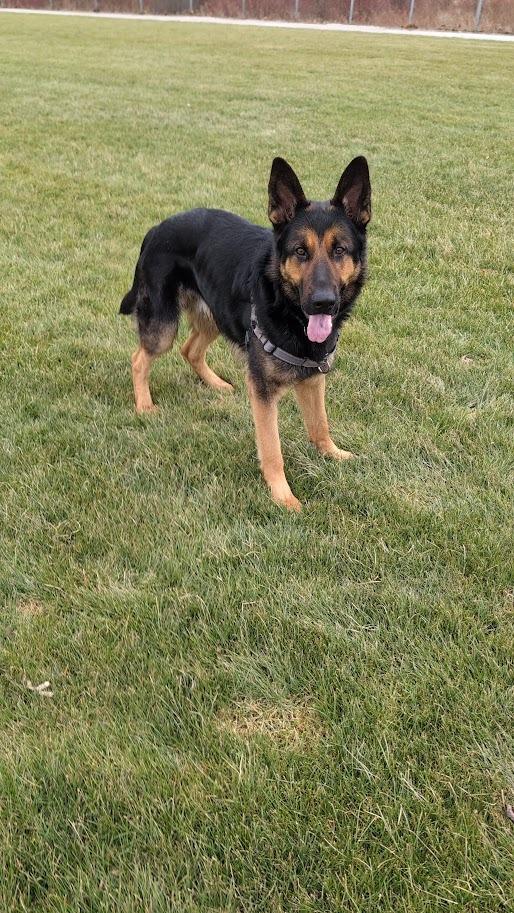 Enlarge Miller, a ADOPTABLE mixed breed in Oshawa, ON image 3/6