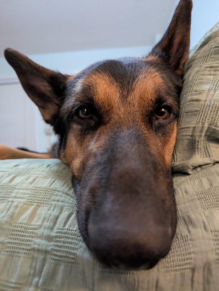 Enlarge Miller, a ADOPTABLE mixed breed in Oshawa, ON image 2/6