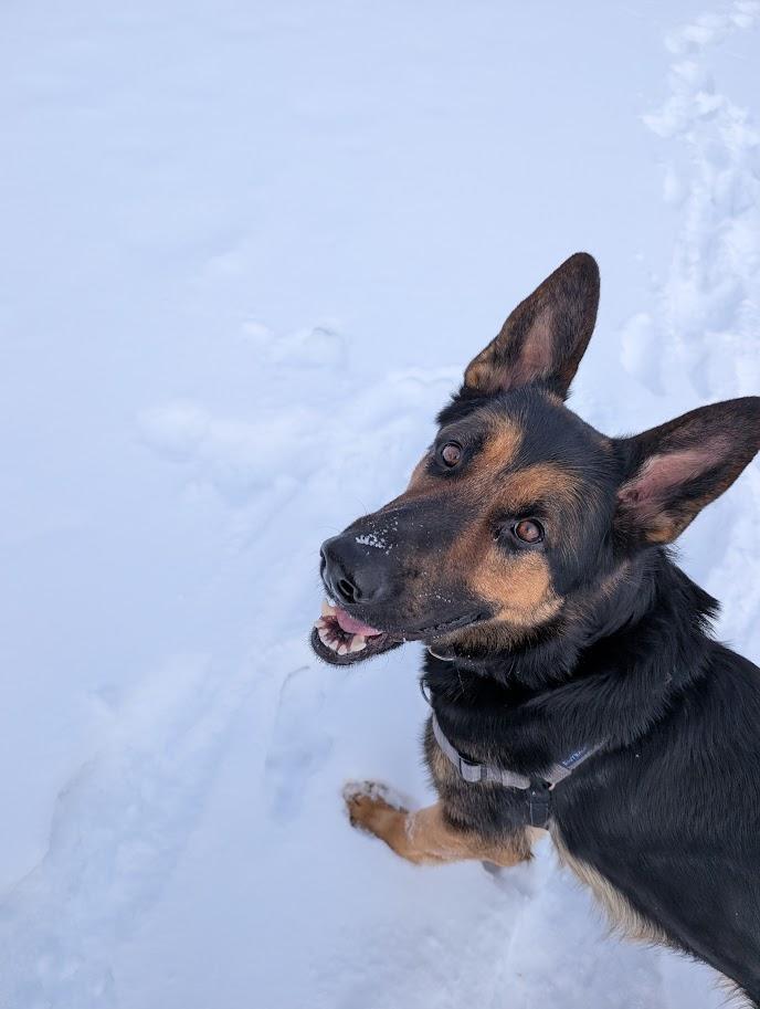 Miller, ADOPTABLE, Adult Male German Shepherd Dog.