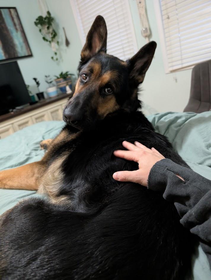 Enlarge Miller, a ADOPTABLE mixed breed in Oshawa, ON image 4/6