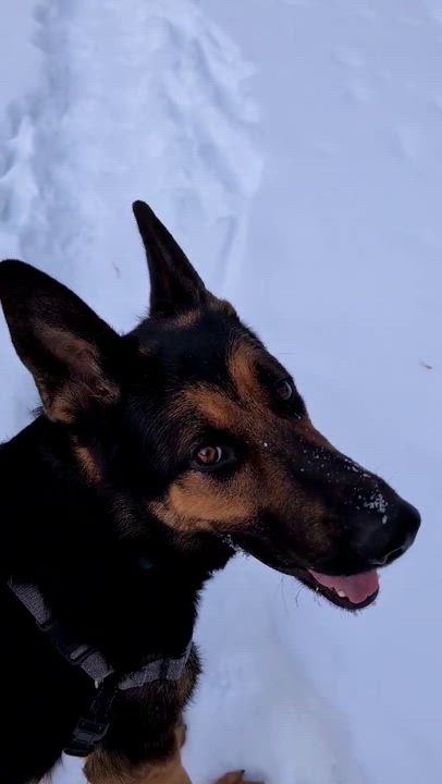 Enlarge Miller, a ADOPTABLE mixed breed in Oshawa, ON video 6/6