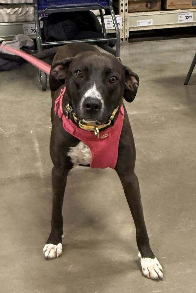 Enlarge Clementine, a Adoptable mixed breed in Washington, DC image 1/6