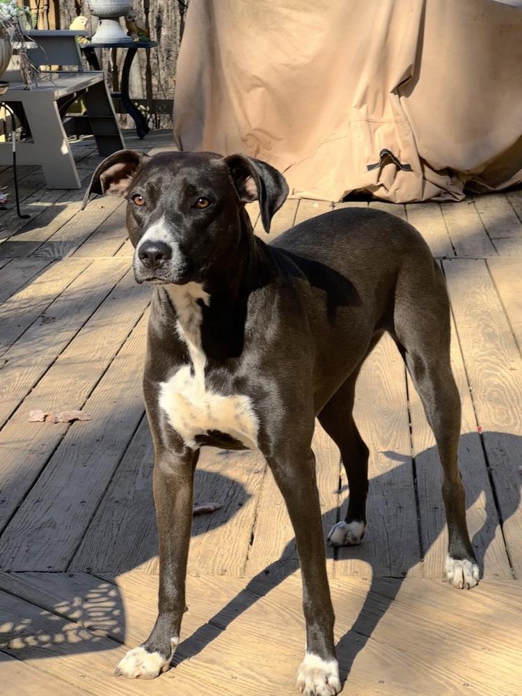 Enlarge Clementine, a Adoptable mixed breed in Washington, DC image 3/6