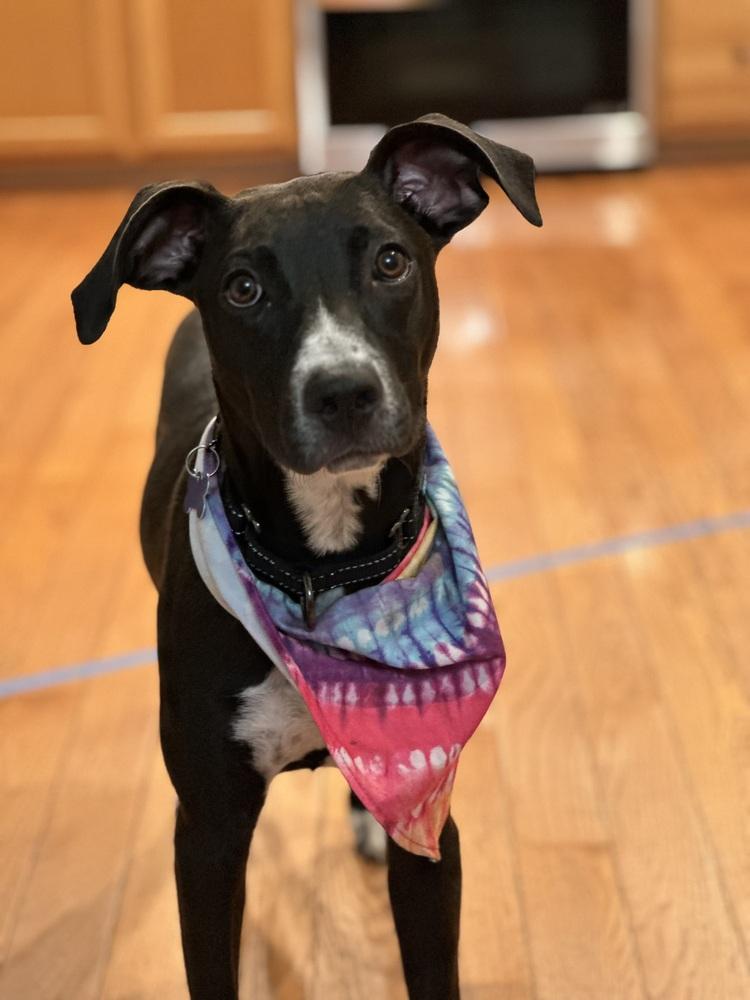 Enlarge Clementine, a Adoptable mixed breed in Washington, DC image 2/7