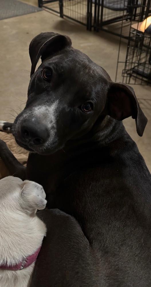 Enlarge Clementine, a Adoptable mixed breed in Washington, DC image 5/6