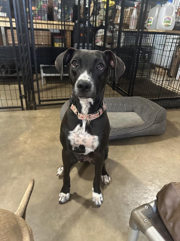 Enlarge Clementine, a Adoptable mixed breed in Washington, DC image 4/7