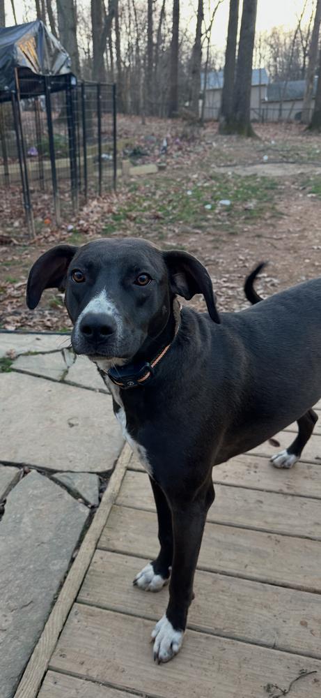 Enlarge Clementine, a Adoptable mixed breed in Washington, DC image 5/7