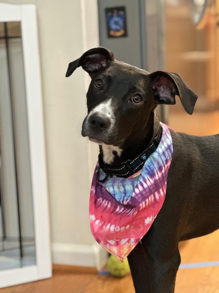 Enlarge Clementine, a Adoptable mixed breed in Washington, DC image 6/7