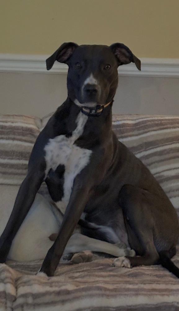 Enlarge Clementine, a Adoptable mixed breed in Washington, DC image 7/7