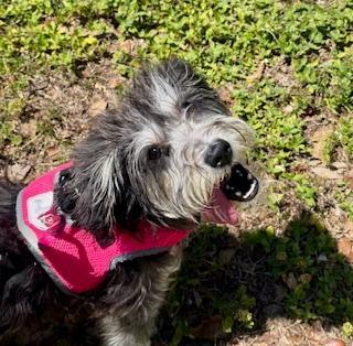 Yuki, ADOPTABLE, Puppy Female Miniature Schnauzer & Miniature Poodle.