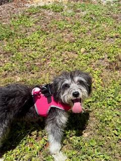 Enlarge Yuki, a ADOPTABLE mixed breed in Winter Haven, FL image 2/2