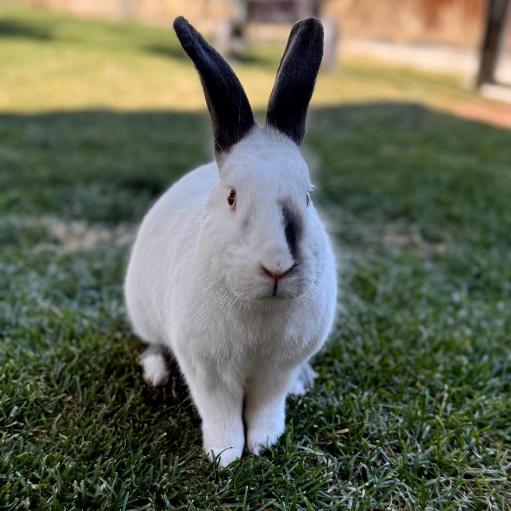 Daisy, a Adoptable Californian in Long Beach, CA image 2/3