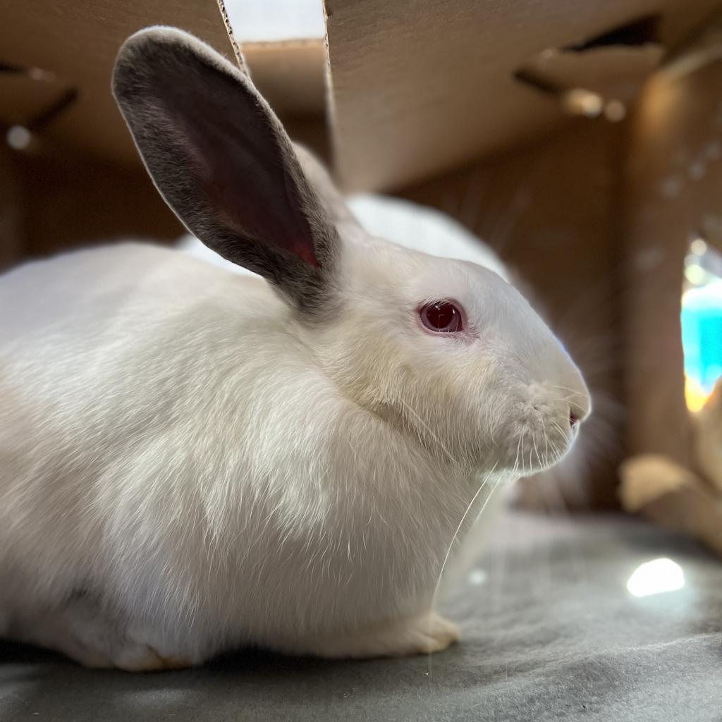 Daisy, a Adoptable Californian in Long Beach, CA image 3/3