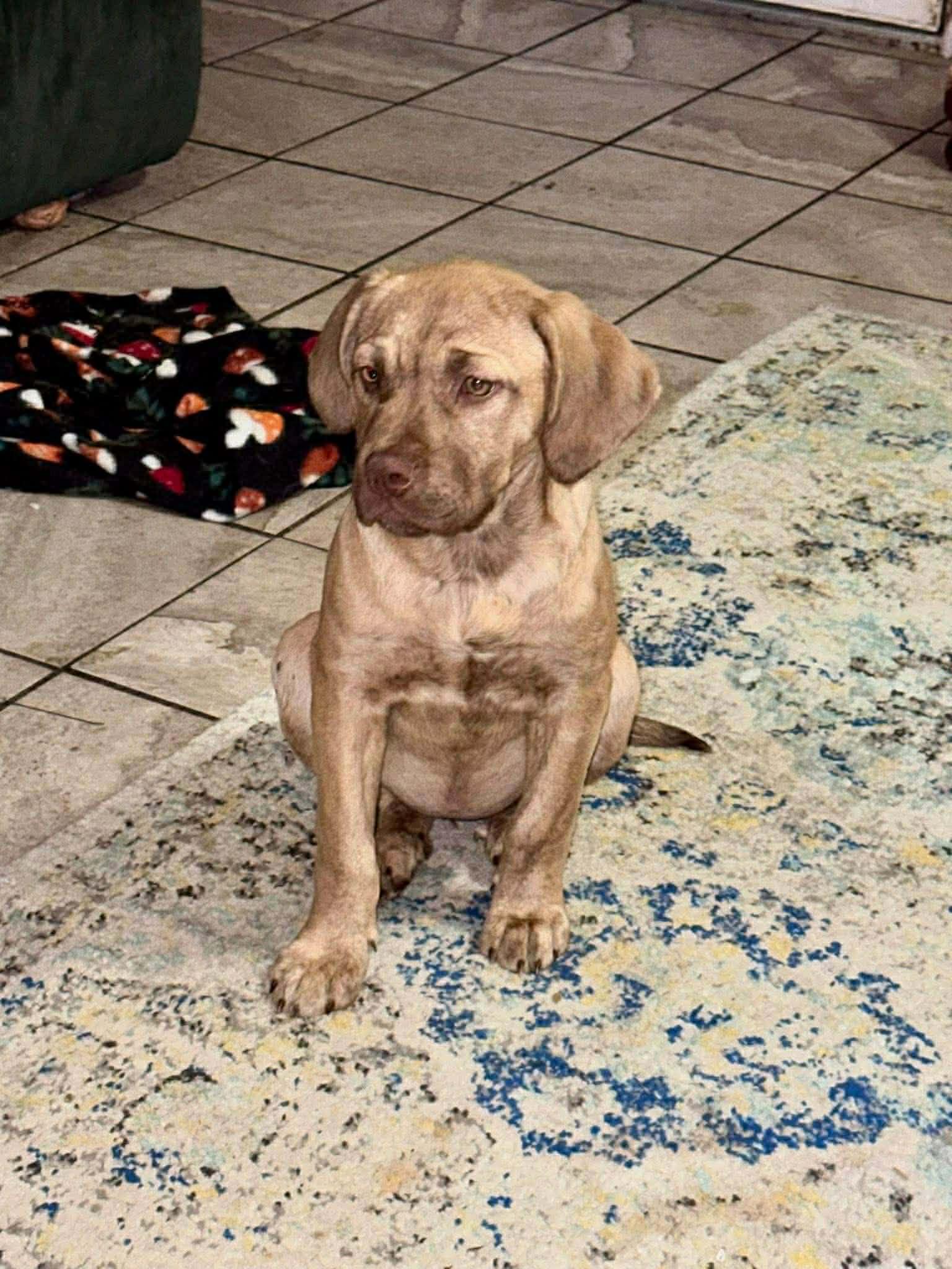 Enlarge Beetlejuice, an adopted mixed breed in Wilmington, NC image 3/3