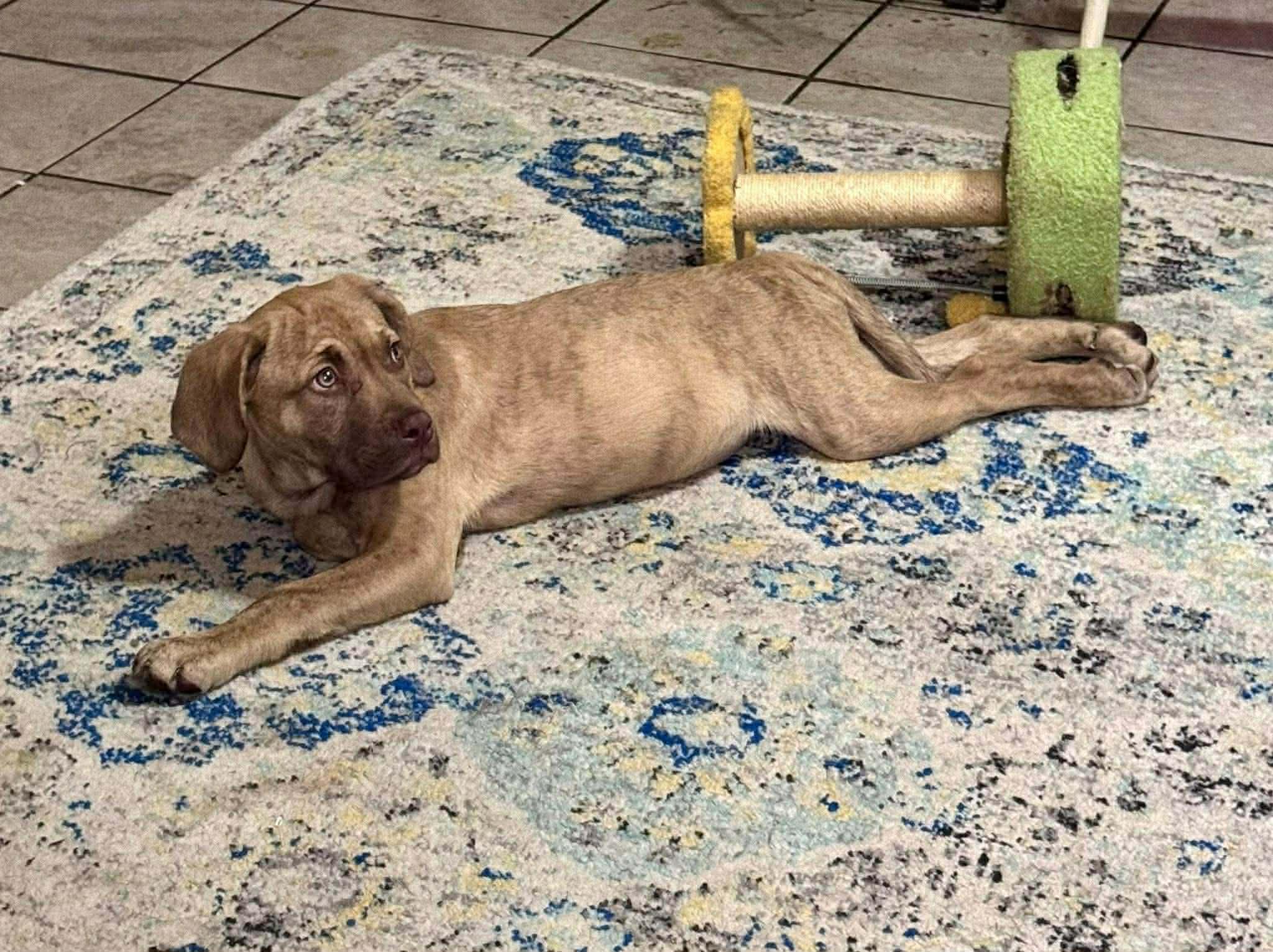 Enlarge Beetlejuice, an adopted mixed breed in Wilmington, NC image 2/3