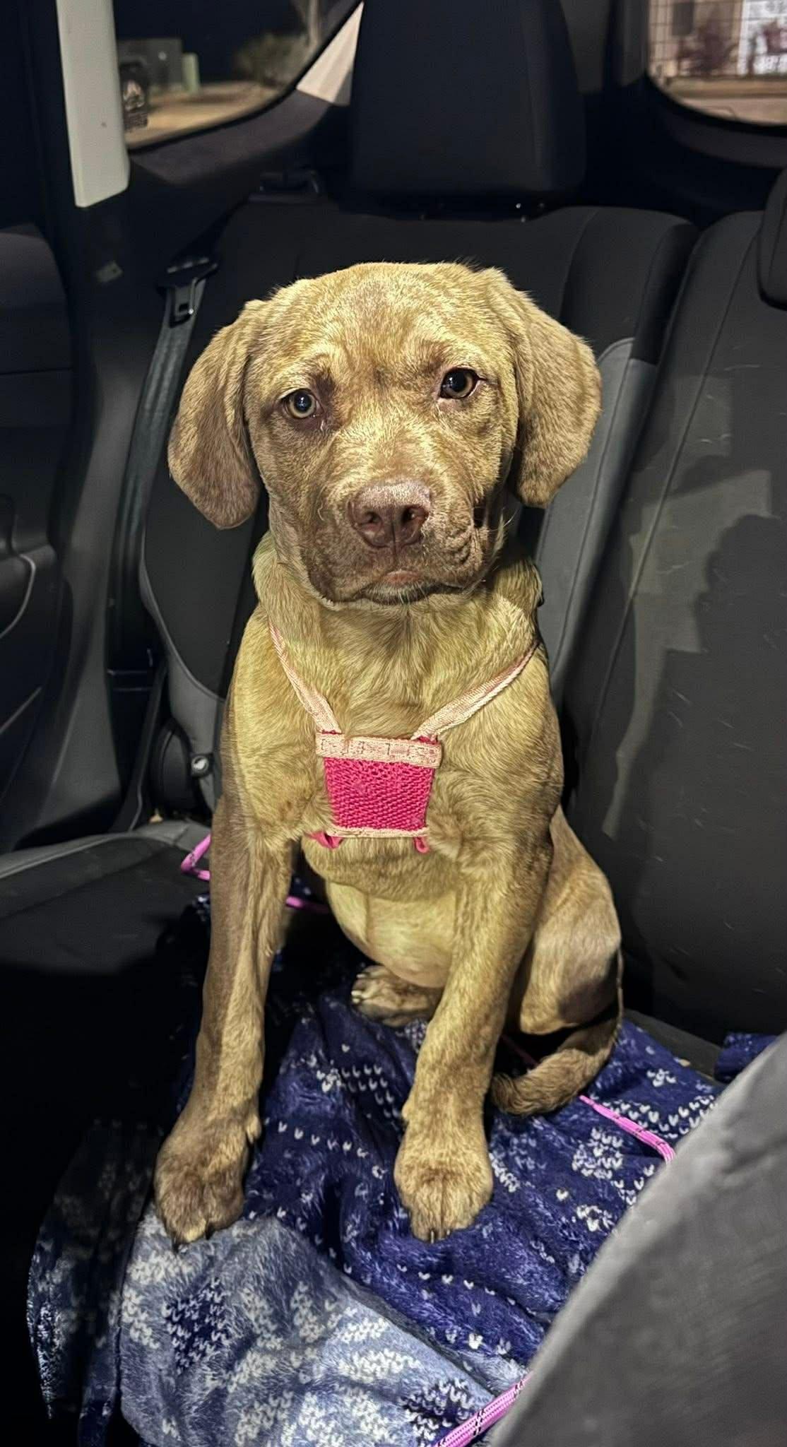 Enlarge Beetlejuice, an adopted mixed breed in Wilmington, NC image 1/3