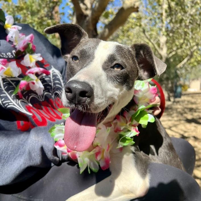 Mauka, Adoptable, Young Female Hound & Mixed Breed.