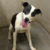 Enlarge Mauka, a Adoptable mixed breed in Albuquerque, NM image 2/2