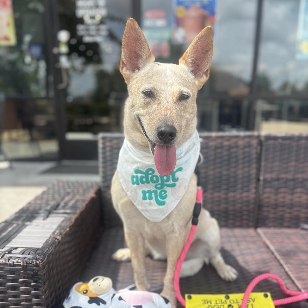 Debbie, a Adoptable mixed breed in Boise, ID image 1/6