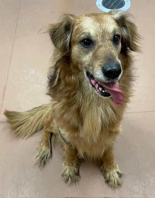 Kona, adopted, Senior Male Golden Retriever.