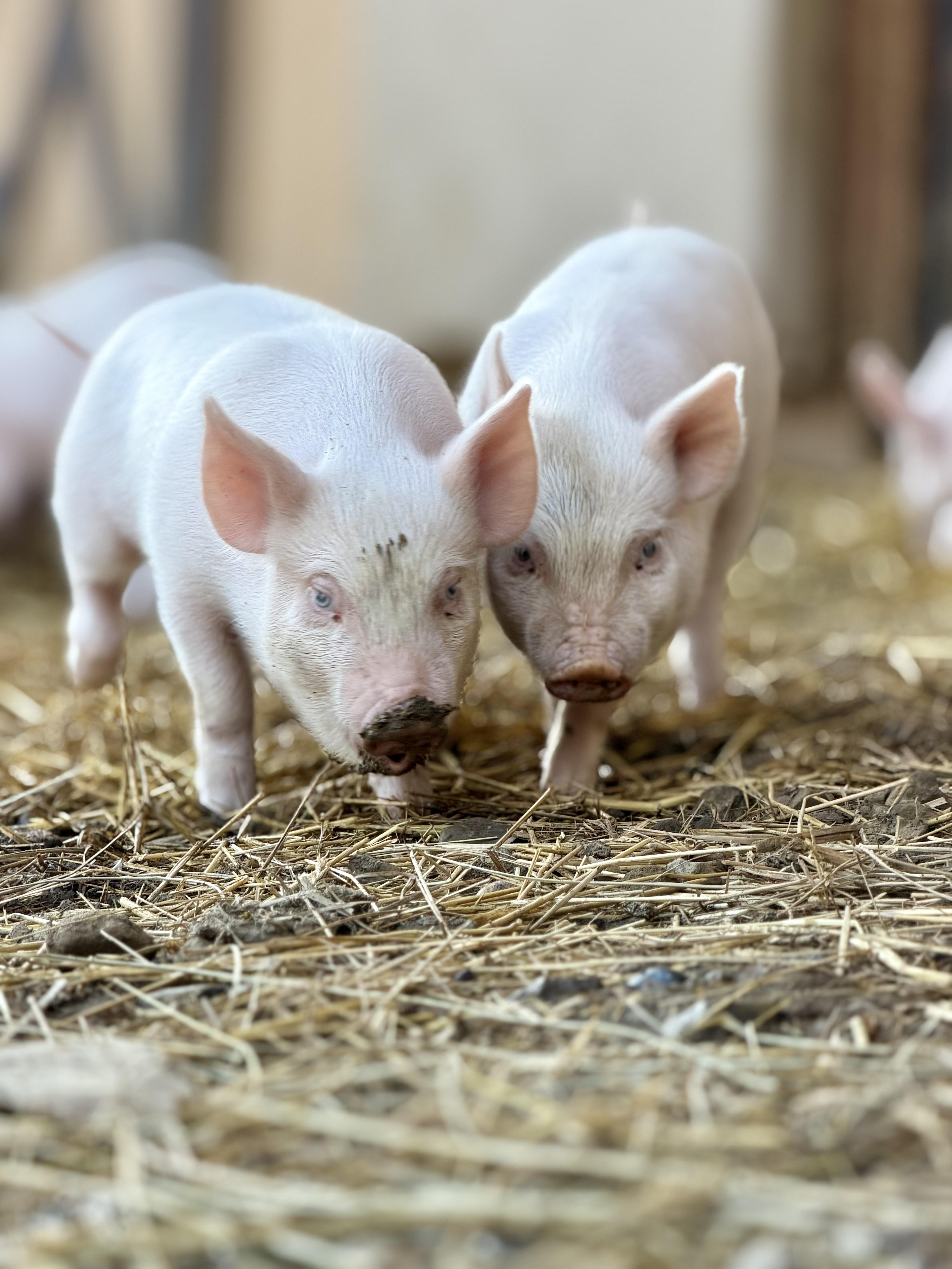 Enlarge Piglets (4), a ADOPTABLE Yorkshire in Ravenna, OH image 2/2