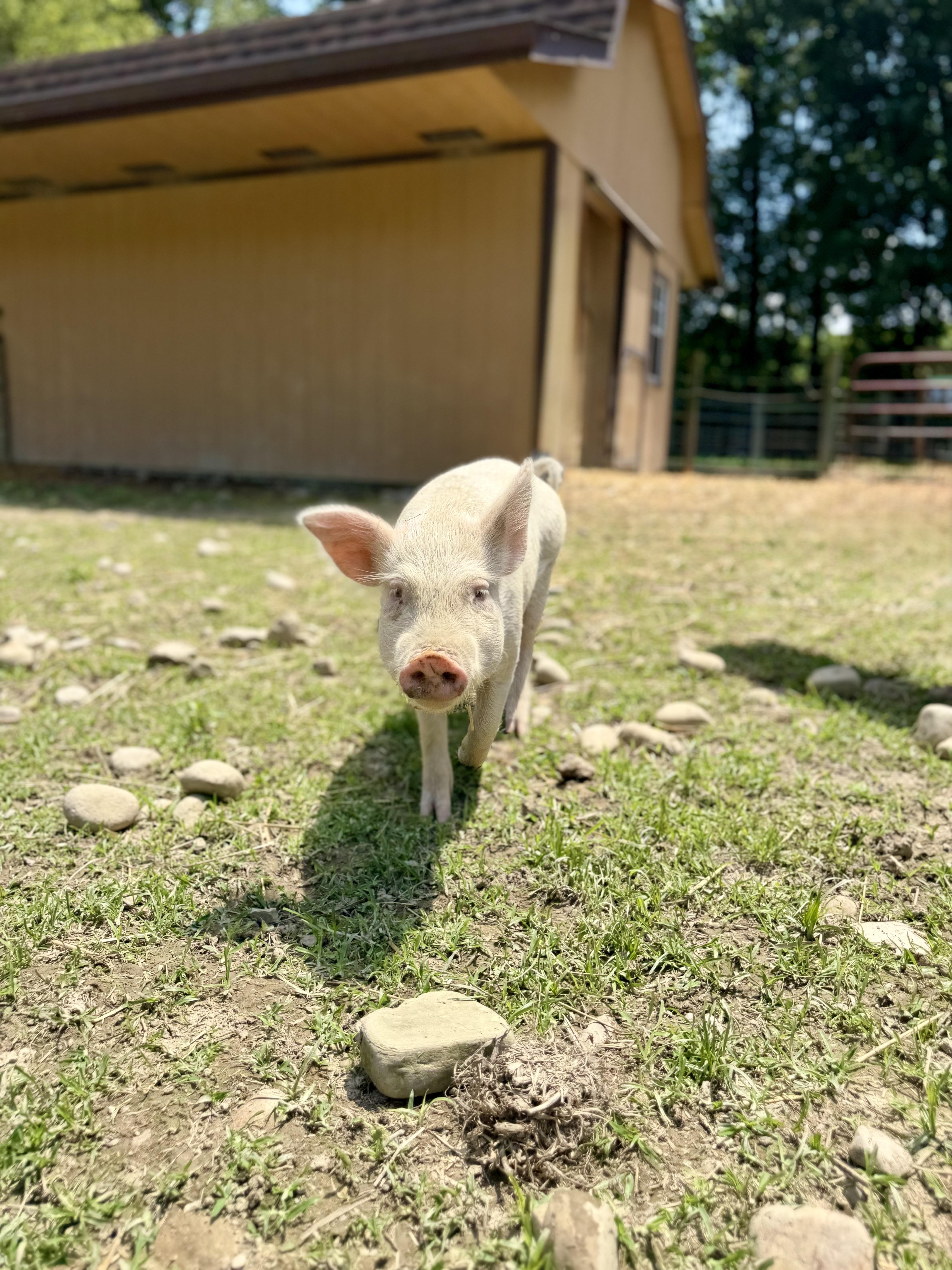 Sweet Pea, ADOPTABLE, Baby Female Yorkshire.