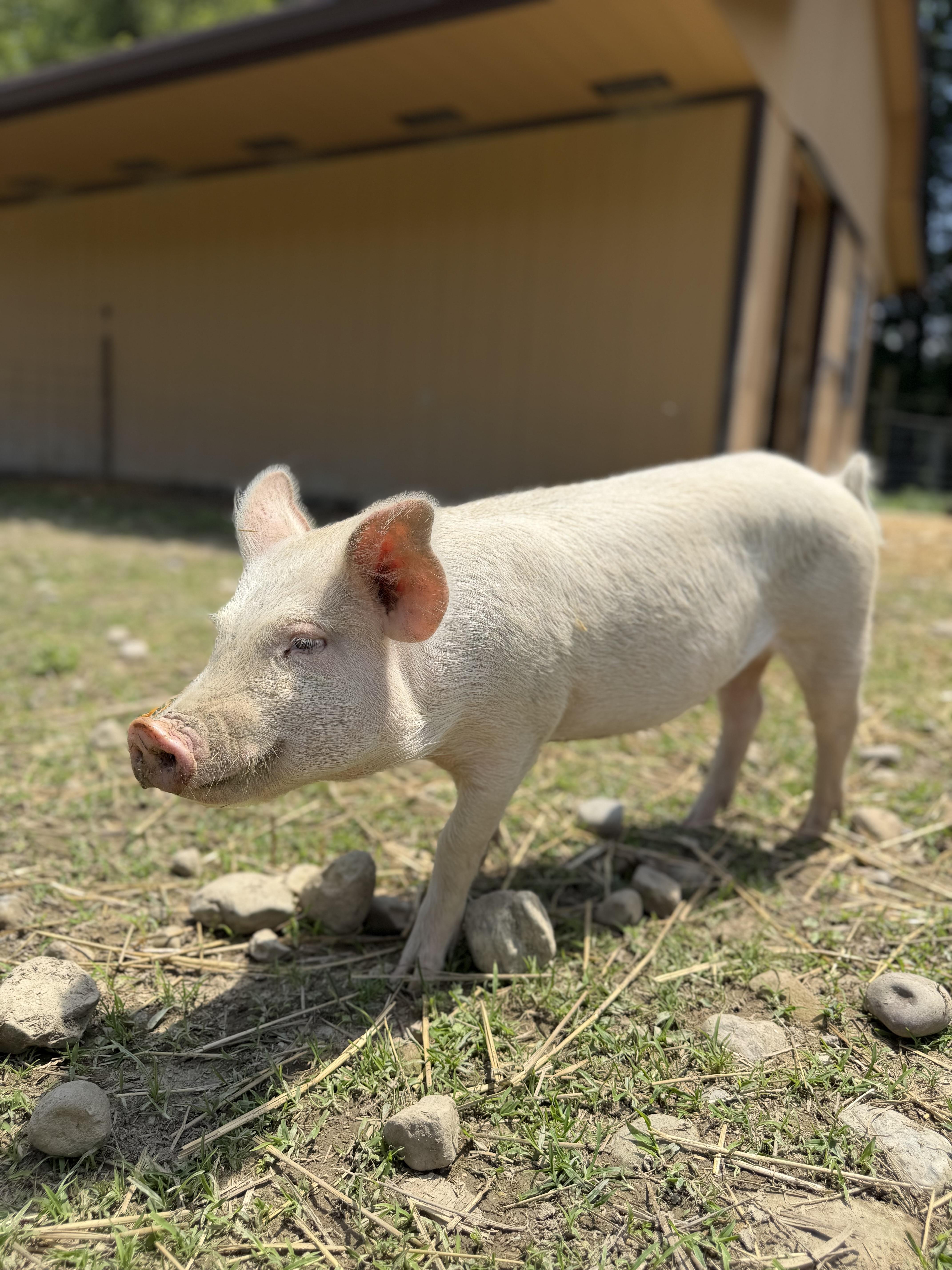 Sweet Pea, a ADOPTABLE Yorkshire in Ravenna, OH image 3/4