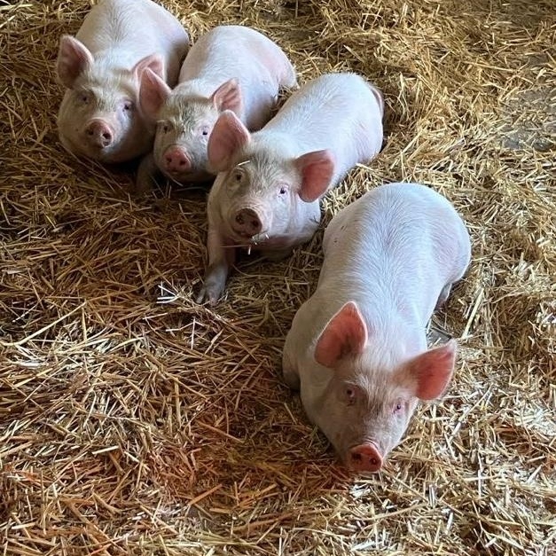 Enlarge Piglets (4), a ADOPTABLE Yorkshire in Ravenna, OH image 1/2