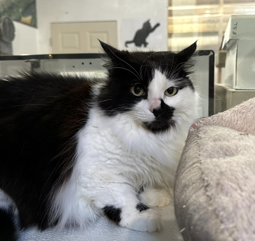 Shyla, a Adoptable Domestic Long Hair in Courtenay, BC image 3/5