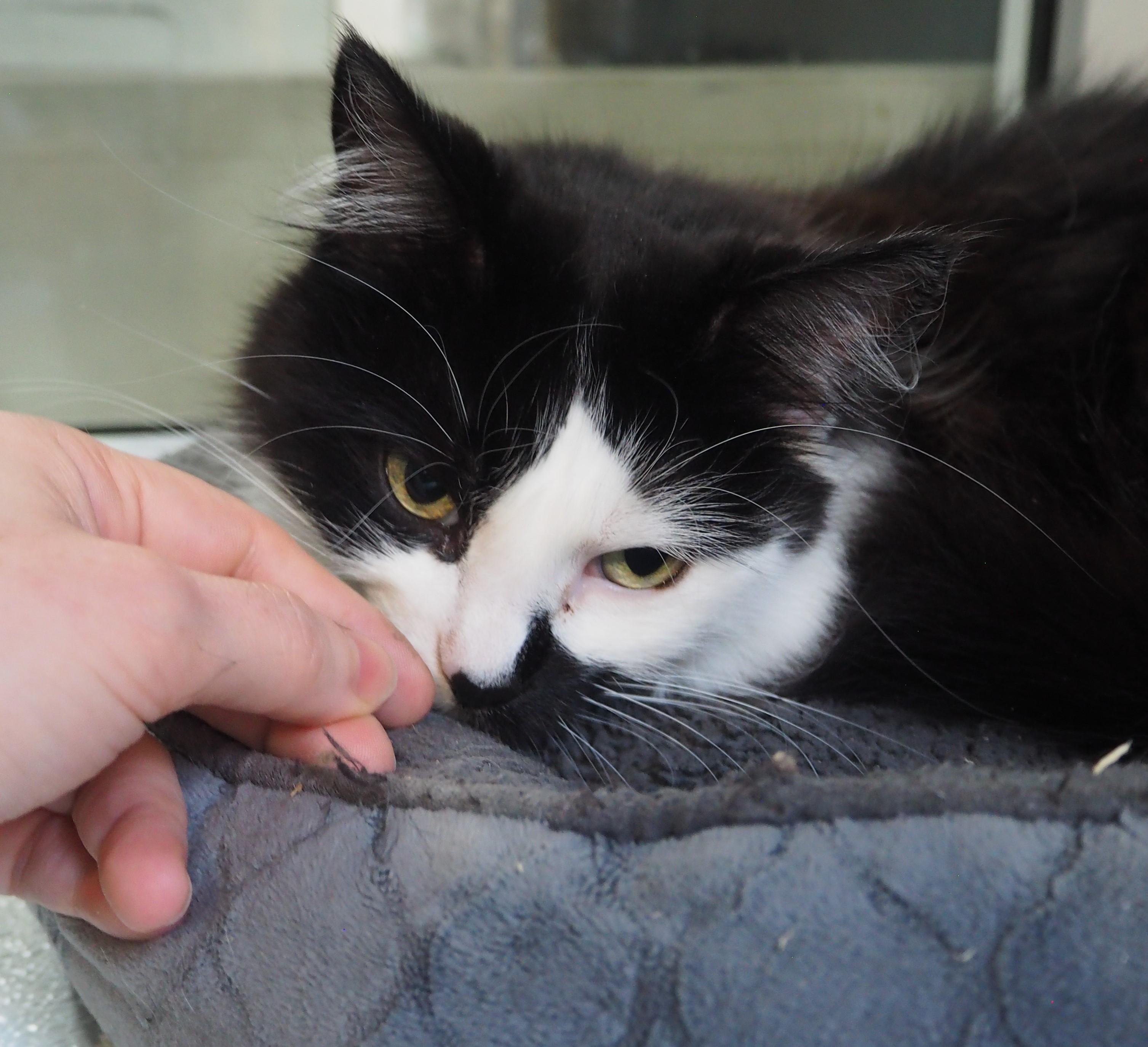 Shyla, a Adoptable Domestic Long Hair in Courtenay, BC image 1/5