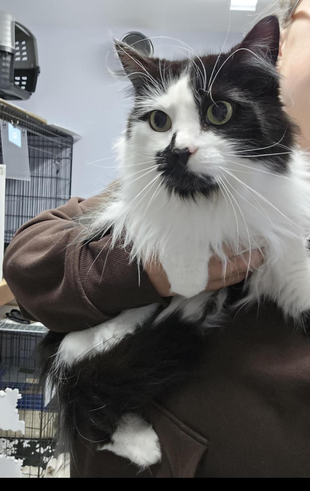 Shyla, Adoptable, Adult Female Domestic Long Hair.