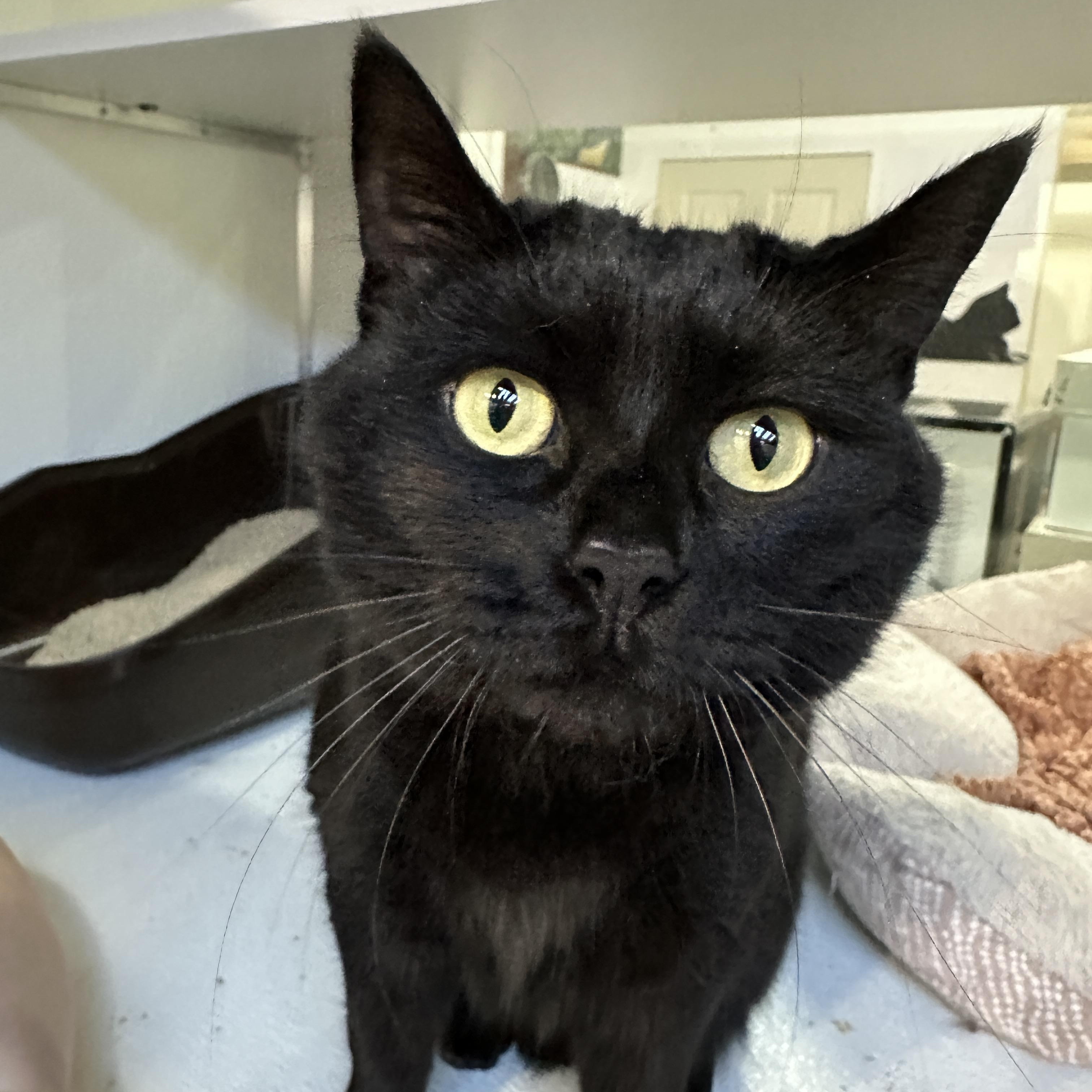 Shyla & Shasta, an adoptable Domestic Long Hair in Courtenay, BC, V9N 7T4 | Photo Image 1