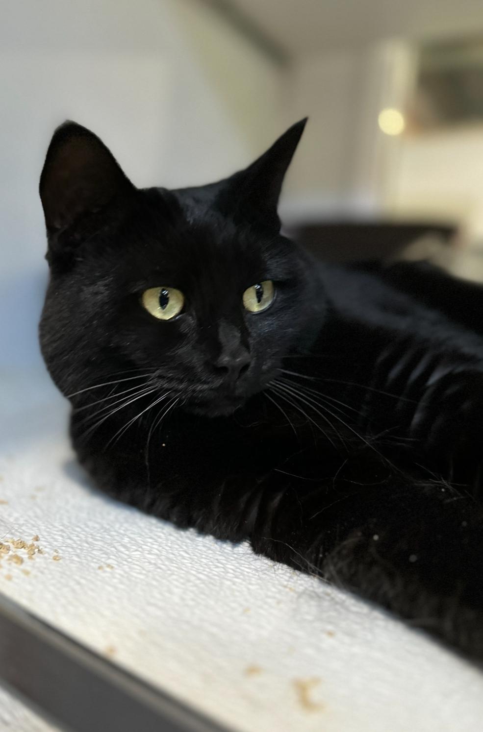 Shyla & Shasta, an adoptable Domestic Long Hair in Courtenay, BC, V9N 7T4 | Photo Image 5