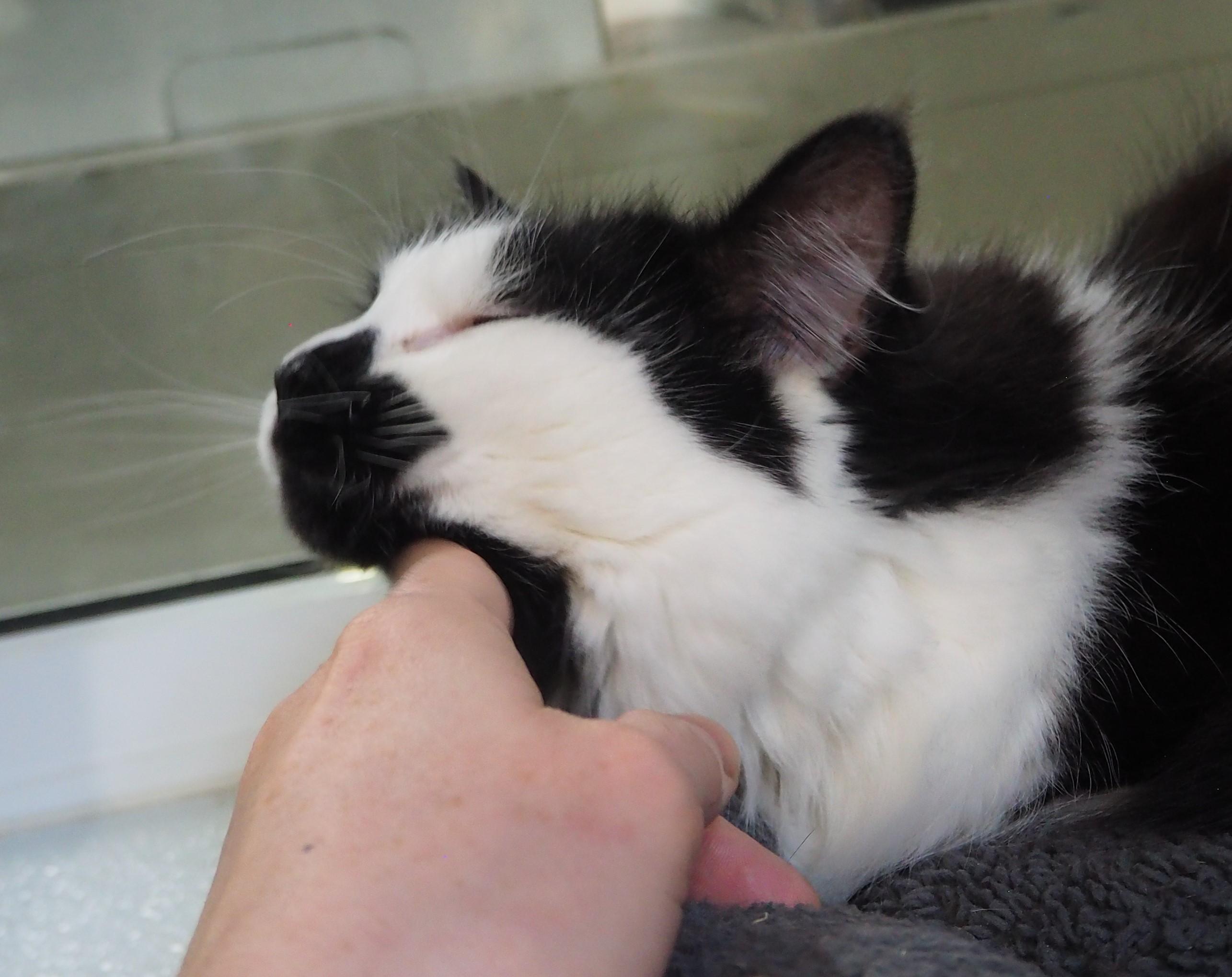 Shyla, an adoptable Domestic Long Hair in Courtenay, BC, V9N 7T4 | Photo Image 2