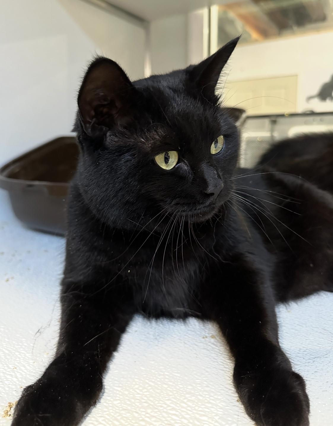 Shyla & Shasta, an adoptable Domestic Long Hair in Courtenay, BC, V9N 7T4 | Photo Image 3