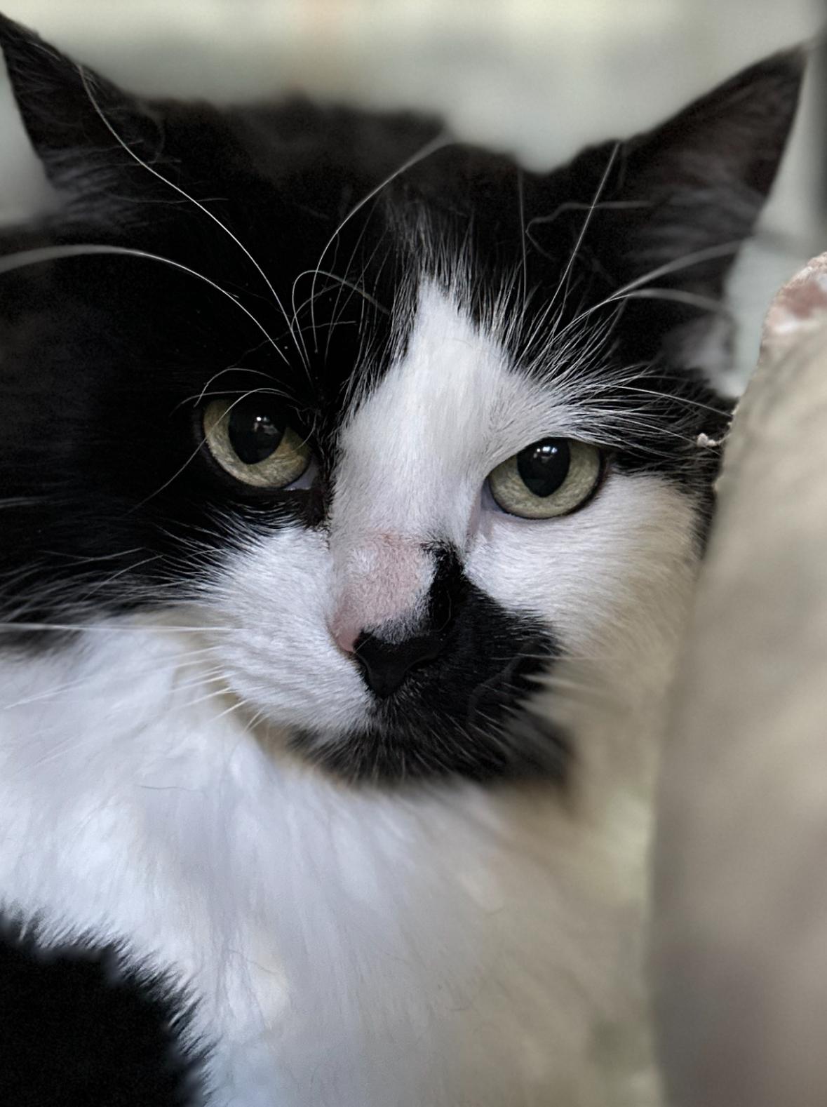 Shyla, a Adoptable Domestic Long Hair in Courtenay, BC image 5/5