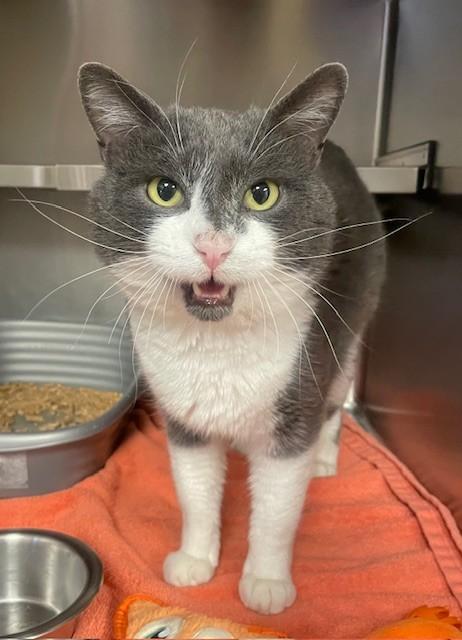 Hinkle, ADOPTABLE, Adult Male Domestic Short Hair.