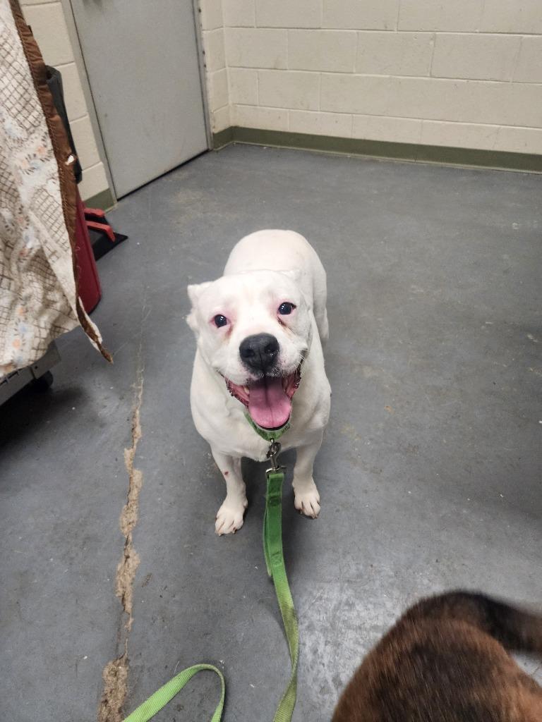 2025-01-094 *Finn*, Adoptable, Adult Male American Bulldog.