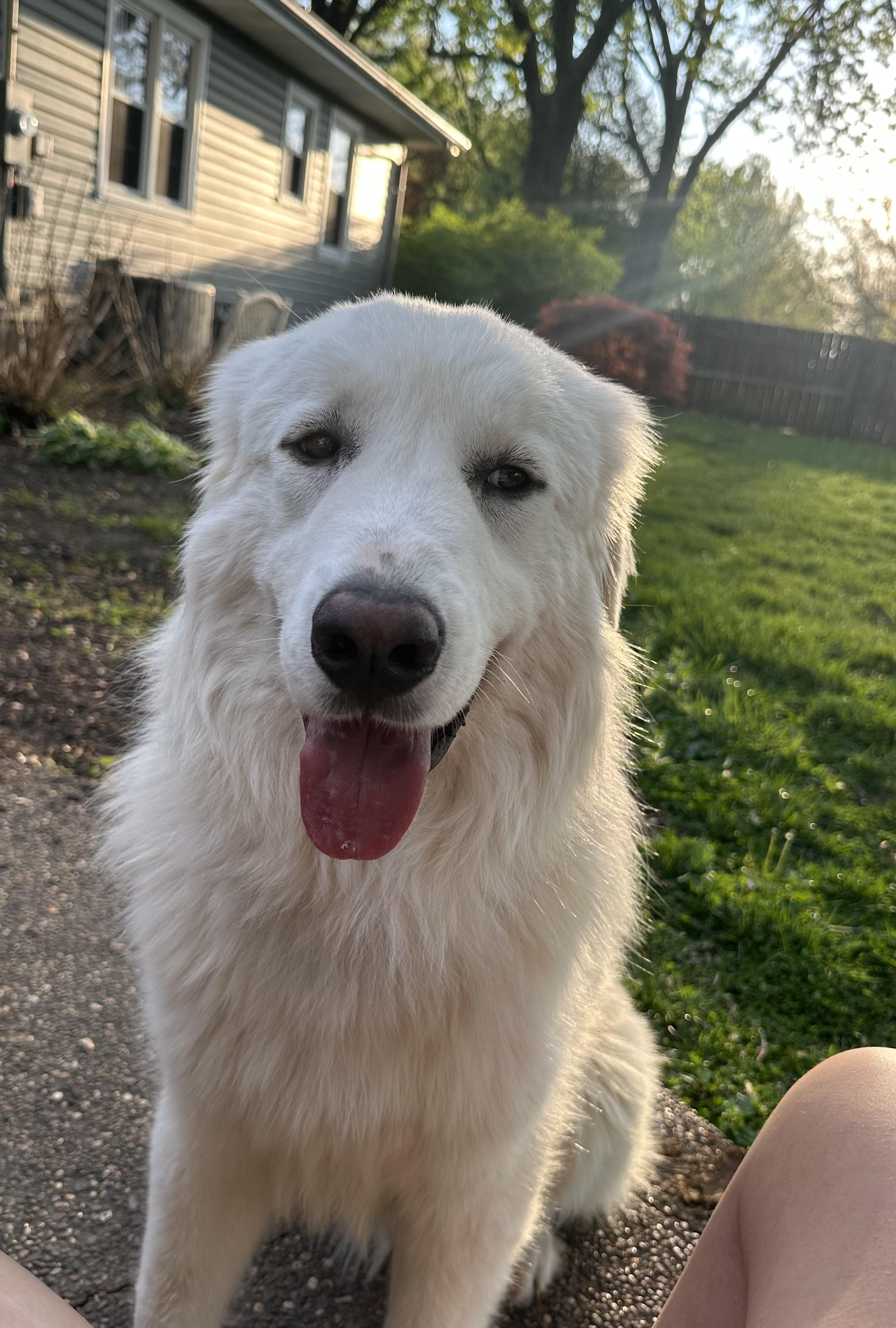 Goose, adopted, Young Male Great Pyrenees.
