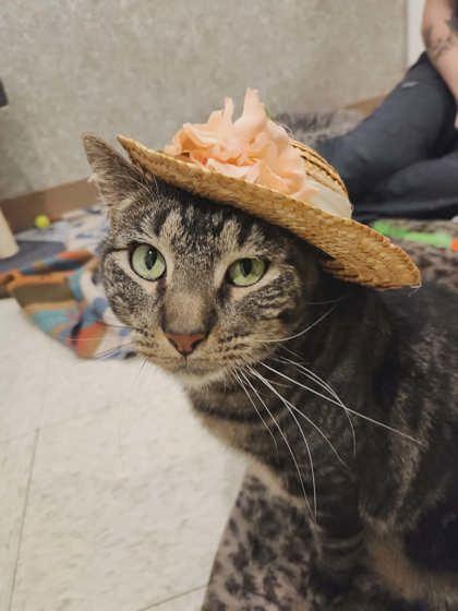 Enlarge Blossom, a Adoptable mixed breed in Scottsbluff, NE image 1/3