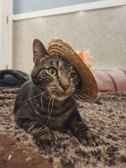 Enlarge Blossom, a Adoptable mixed breed in Scottsbluff, NE image 2/3