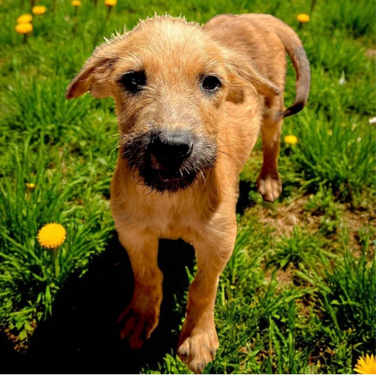 Jolly, ADOPTABLE, Young Female Schnauzer.
