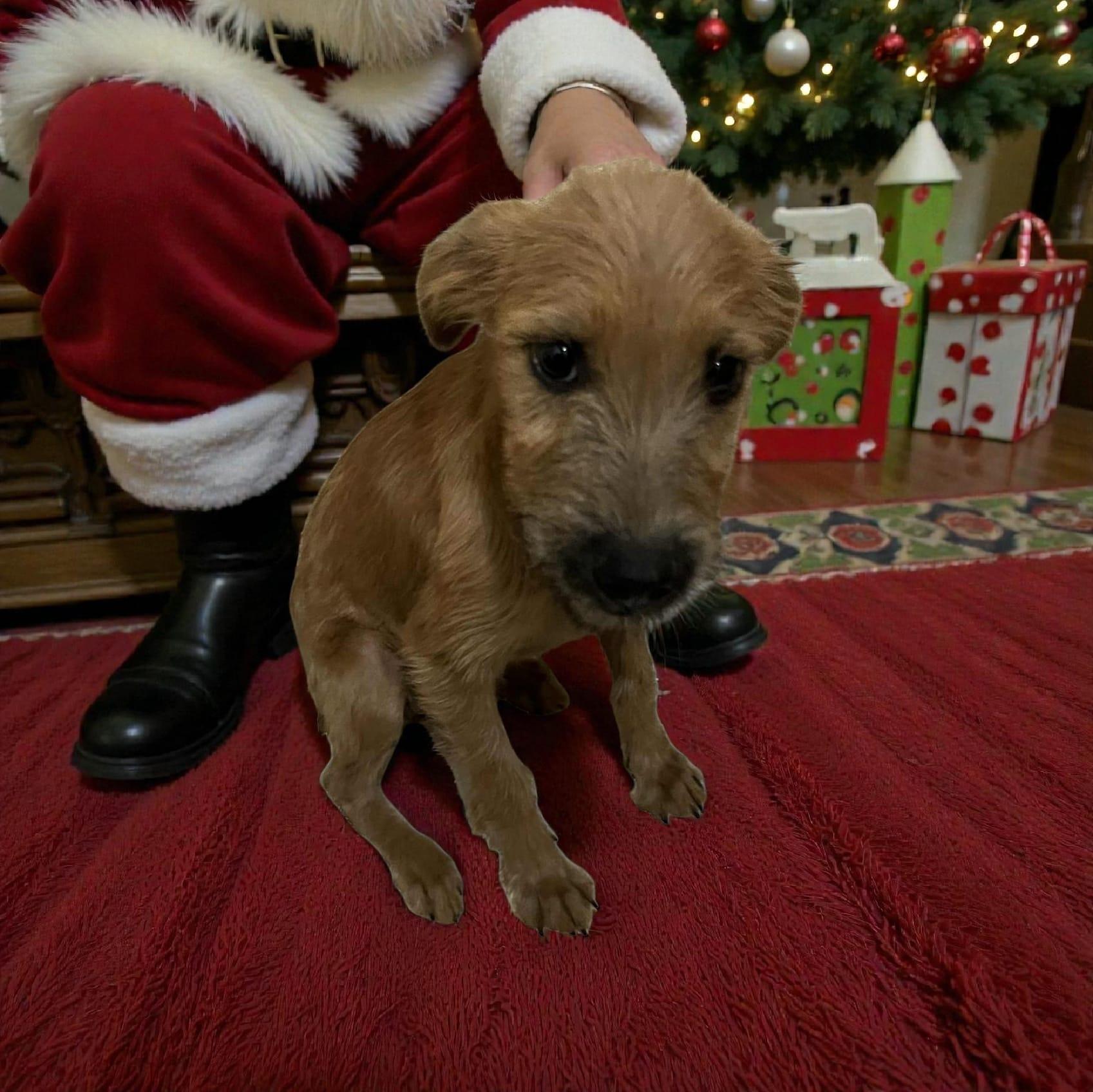 Enlarge Jolly, a ADOPTABLE Schnauzer in Encinitas, CA image 3/5