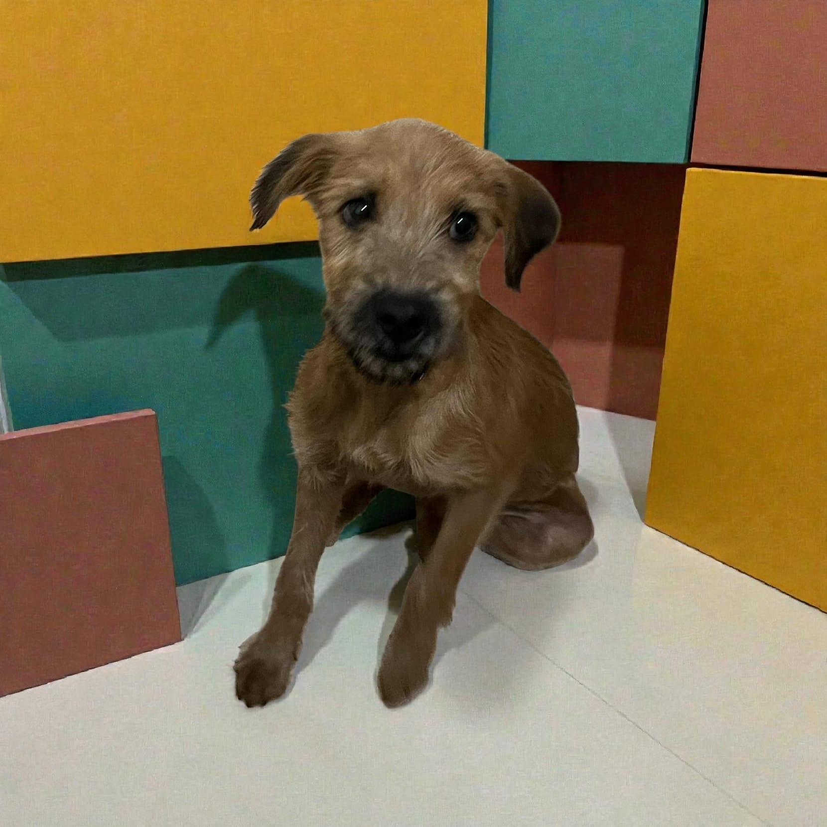 Enlarge Jolly, a ADOPTABLE Schnauzer in Encinitas, CA image 2/5