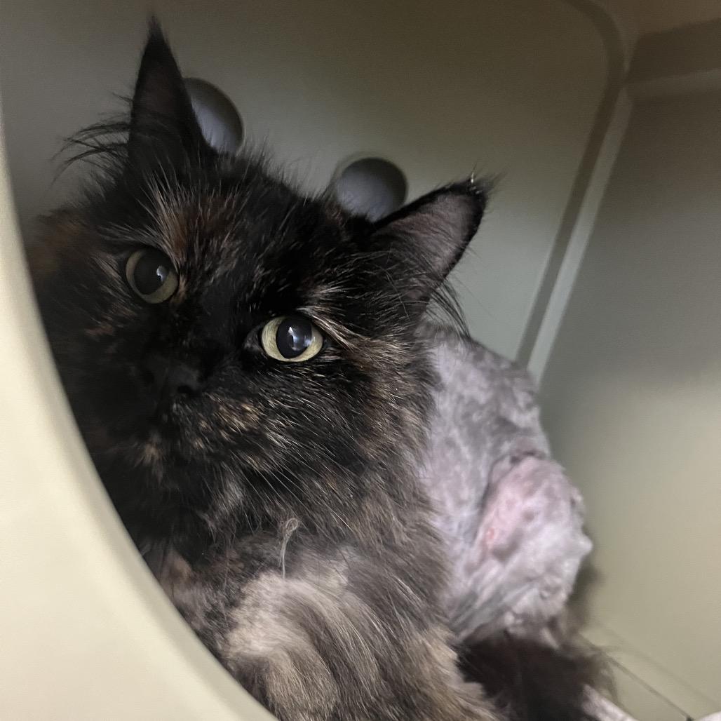 Enlarge Kibben, a ADOPTABLE Domestic Long Hair in Kansas City, KS image 2/2