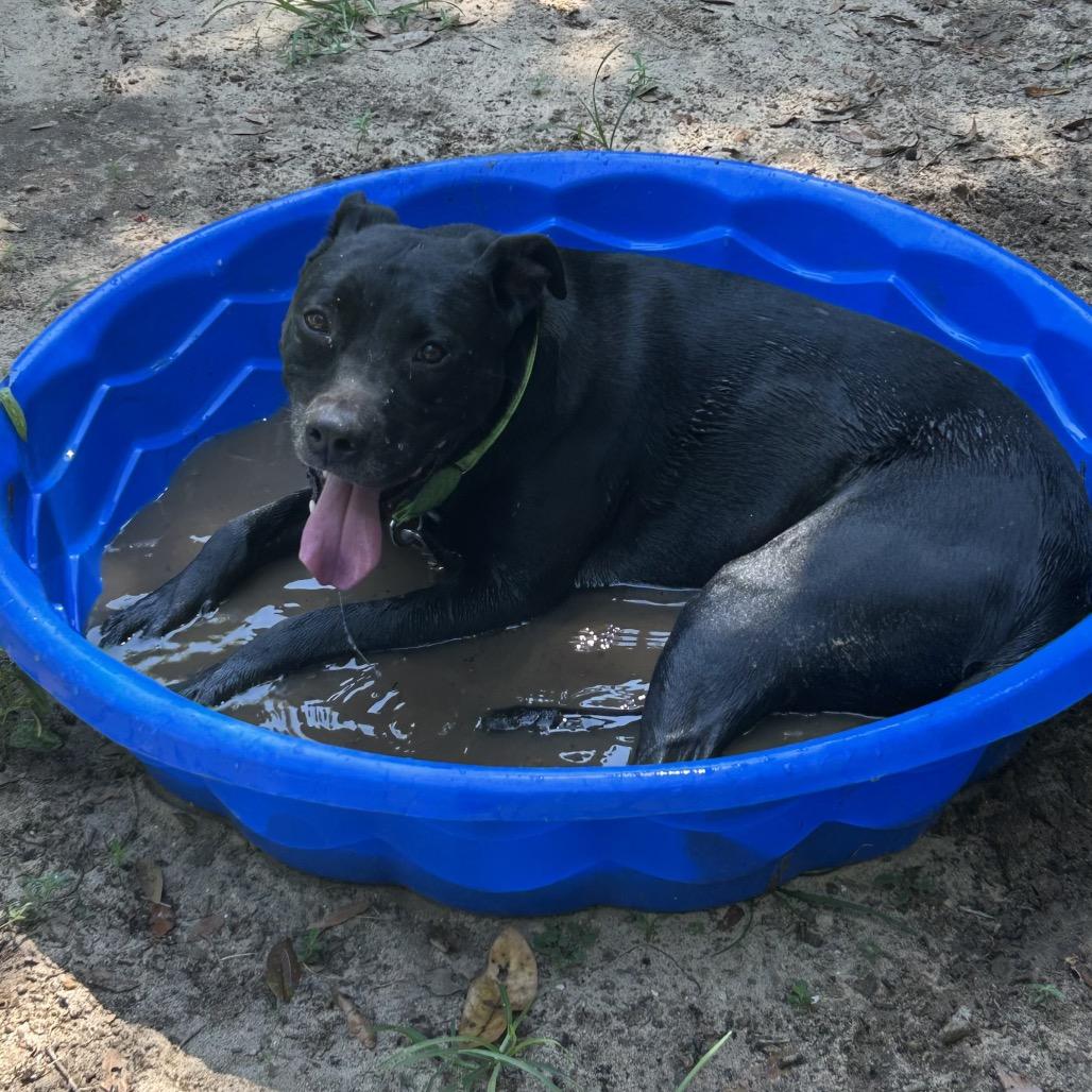 Snape, Adoptable, Adult Male Mixed Breed.