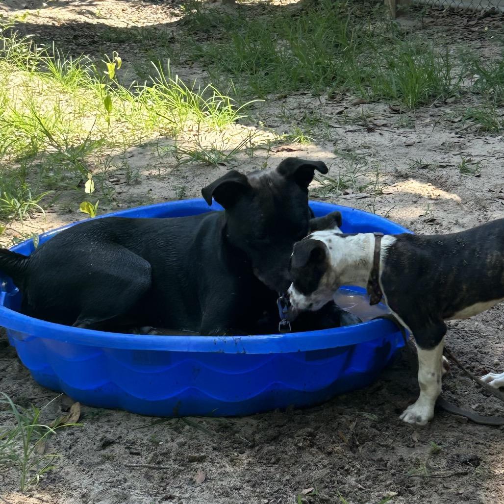 Snape, a Adoptable Mixed Breed in Pensacola, FL image 2/6