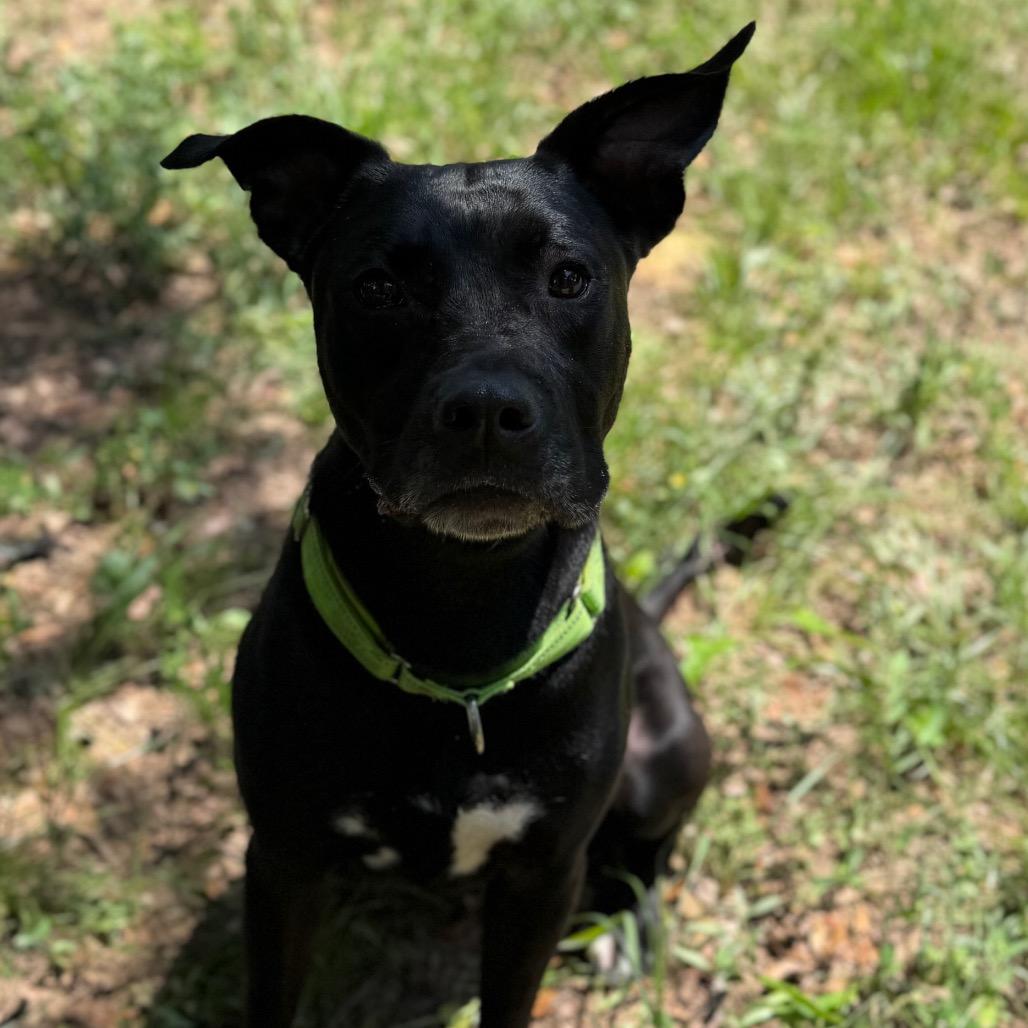 Snape, a Adoptable Mixed Breed in Pensacola, FL image 3/6